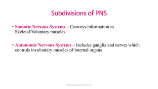 Subdivisions of PNS
• Somatic Nervous Systems – Conveys information to
Skeletal/Voluntary muscles
• Autonomic Nervous Systems – Includes ganglia and nerves which
controls involuntary muscles of internal organs
ArpanAryan Institutions Pvt Ltd
 
