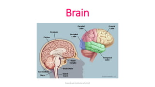 Brain
ArpanAryan Institutions Pvt Ltd
 