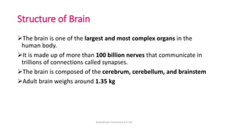 Structure of Brain
➢The brain is one of the largest and most complex organs in the
human body.
➢It is made up of more than 100 billion nerves that communicate in
trillions of connections called synapses.
➢The brain is composed of the cerebrum, cerebellum, and brainstem
➢Adult brain weighs around 1.35 kg
ArpanAryan Institutions Pvt Ltd
 