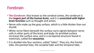 Forebrain
• The Cerebrum: Also known as the cerebral cortex, the cerebrum is
the largest part of the human brain, and it is associated with higher
brain function such as thought and action.
• Nerve cells make up the gray surface, which is a little thicker than our
thumb.
• White nerve fibers beneath the surface carry signals between nerve
cells in other parts of the brain and body. Its wrinkled surface
increases the surface area, and is a six-layered structure found in
mammals, called the neocortex.
• It is divided into four sections, called “lobes”. They are; the frontal
lobe, the parietal lobe, the occipital lobe and the temporal lobe.
ArpanAryan Institutions Pvt Ltd
 