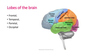 Lobes of the brain
• Frontal,
• Temporal,
• Parietal,
• Occipital
ArpanAryan Institutions Pvt Ltd
 