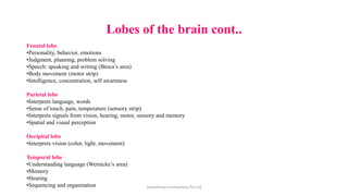 Lobes of the brain cont..
Frontal lobe
•Personality, behavior, emotions
•Judgment, planning, problem solving
•Speech: speaking and writing (Broca’s area)
•Body movement (motor strip)
•Intelligence, concentration, self awareness
Parietal lobe
•Interprets language, words
•Sense of touch, pain, temperature (sensory strip)
•Interprets signals from vision, hearing, motor, sensory and memory
•Spatial and visual perception
Occipital lobe
•Interprets vision (color, light, movement)
Temporal lobe
•Understanding language (Wernicke’s area)
•Memory
•Hearing
•Sequencing and organization ArpanAryan Institutions Pvt Ltd
 