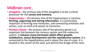 Midbrain cont..
• Amygdala – the primary role of the amygdala is to be a critical
processor for the senses and memory.
• Hippocampus – the primary role of the hippocampus is memory
forming, organizing and storing information. It is particularly
important in forming new memories, and connecting emotions and
senses, such as smell and sound, to memories.
• Pituitary Gland – the primary role of the pituitary gland is an
important link between the nervous system and the endocrine
system. It releases many hormones which affect growth,
metabolism, sexual development and the reproduction system. It is
connected to the hypothalamus and is about the size of a pea. It is
located in the center of the skull, just behind the bridge of the nose.
ArpanAryan Institutions Pvt Ltd
 