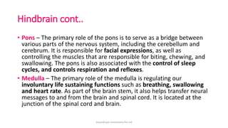 Hindbrain cont..
• Pons – The primary role of the pons is to serve as a bridge between
various parts of the nervous system, including the cerebellum and
cerebrum. It is responsible for facial expressions, as well as
controlling the muscles that are responsible for biting, chewing, and
swallowing. The pons is also associated with the control of sleep
cycles, and controls respiration and reflexes.
• Medulla – The primary role of the medulla is regulating our
involuntary life sustaining functions such as breathing, swallowing
and heart rate. As part of the brain stem, it also helps transfer neural
messages to and from the brain and spinal cord. It is located at the
junction of the spinal cord and brain.
ArpanAryan Institutions Pvt Ltd
 