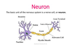 Neuron
The basic unit of the nervous system is a nerve cell, or neuron.
ArpanAryan Institutions Pvt Ltd
 