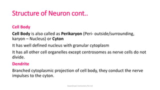 Structure of Neuron cont..
Cell Body
Cell Body is also called as Perikaryon (Peri- outside/surrounding,
karyon – Nucleus) or Cyton
It has well defined nucleus with granular cytoplasm
It has all other cell organelles except centrosomes as nerve cells do not
divide.
Dendrite
Branched cytoplasmic projection of cell body, they conduct the nerve
impulses to the cyton.
ArpanAryan Institutions Pvt Ltd
 