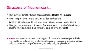 Structure of Neuron cont..
• The myelin sheath shows gaps called as Nodes of Ranvier
• Axon might have side branches called collaterals
• Swollen structure at the end of axon stores neurotransmitters
• The gap between end of axon of one neuron to end of dendrite of
another neuron called as synaptic gap or synaptic cleft.
• Note: Neurotransmitters are a type of chemical messenger which
transmits signals across a chemical synapse from one neuron (nerve
cell) to another 'target' neuron, muscle cell, or gland cell.
ArpanAryan Institutions Pvt Ltd
 