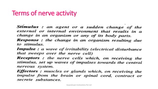Terms of nerve activity
ArpanAryan Institutions Pvt Ltd
 