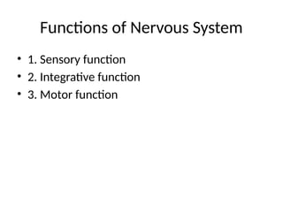 Comprehensive Overview of the Nervous System for Nursing Students | PPTX