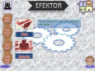 EFEKTOR
Terdiri atas otot lurik, otot jantung,
otot polos

 