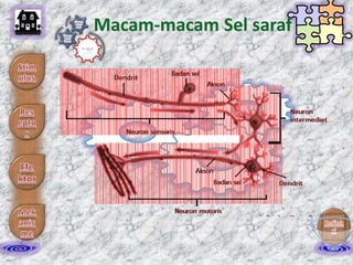 Macam-macam Sel saraf

 