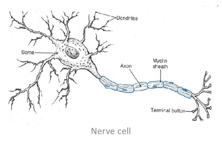 5/10 Nervous system revised