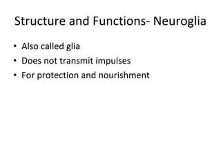 Structure and Functions- Neuroglia Also called glia Does not transmit impulses For protection and nourishment 