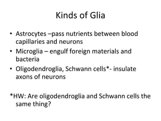 Kinds of Glia Astrocytes –pass nutrients between blood capillaries and neurons Microglia – engulf foreign materials and bacteria Oligodendroglia, Schwann cells*- insulate axons of neurons *HW: Are oligodendroglia and Schwann cells the same thing? 