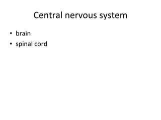 Central nervous system brain spinal cord 