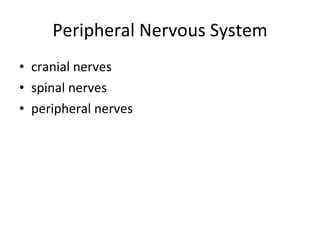 Peripheral Nervous System cranial nerves spinal nerves peripheral nerves 
