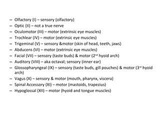 Olfactory (I) – sensory (olfactory) Optic (II) – not a true nerve Oculomotor (III) – motor (extrinsic eye muscles) Trochlear (IV) – motor (extrinsic eye muscles) Trigeminal (V) – sensory &motor (skin of head, teeth, jaws) Abducens (VI) – motor (extrinsic eye muscles) Facial (VII) – sensory (taste buds) & motor (2 nd  hyoid arch) Auditory (VIII) – aka octaval; sensory (inner ear) Glossopharyngeal (IX) – sensory (taste buds, gill pouches) & motor (3 rd  hyoid arch) Vagus (X) – sensory & motor (mouth, pharynx, viscera) Spinal Accessory (XI) – motor (mastoids, trapezius) Hypoglossal (XII) – motor (hyoid and tongue muscles) 