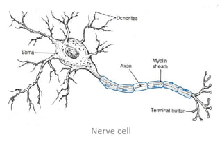 Nerve cell 