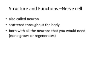 Structure and Functions –Nerve cell also called neuron scattered throughout the body born with all the neurons that you would need (none grows or regenerates) 