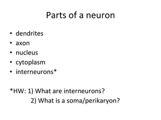 Parts of a neuron dendrites axon nucleus cytoplasm interneurons* *HW: 1) What are interneurons?   2) What is a soma/perikaryon? 