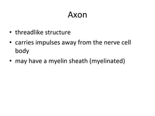 Axon threadlike structure carries impulses away from the nerve cell body may have a myelin sheath (myelinated) 