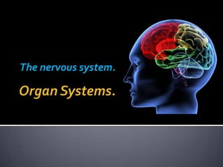 The nervous system.
 