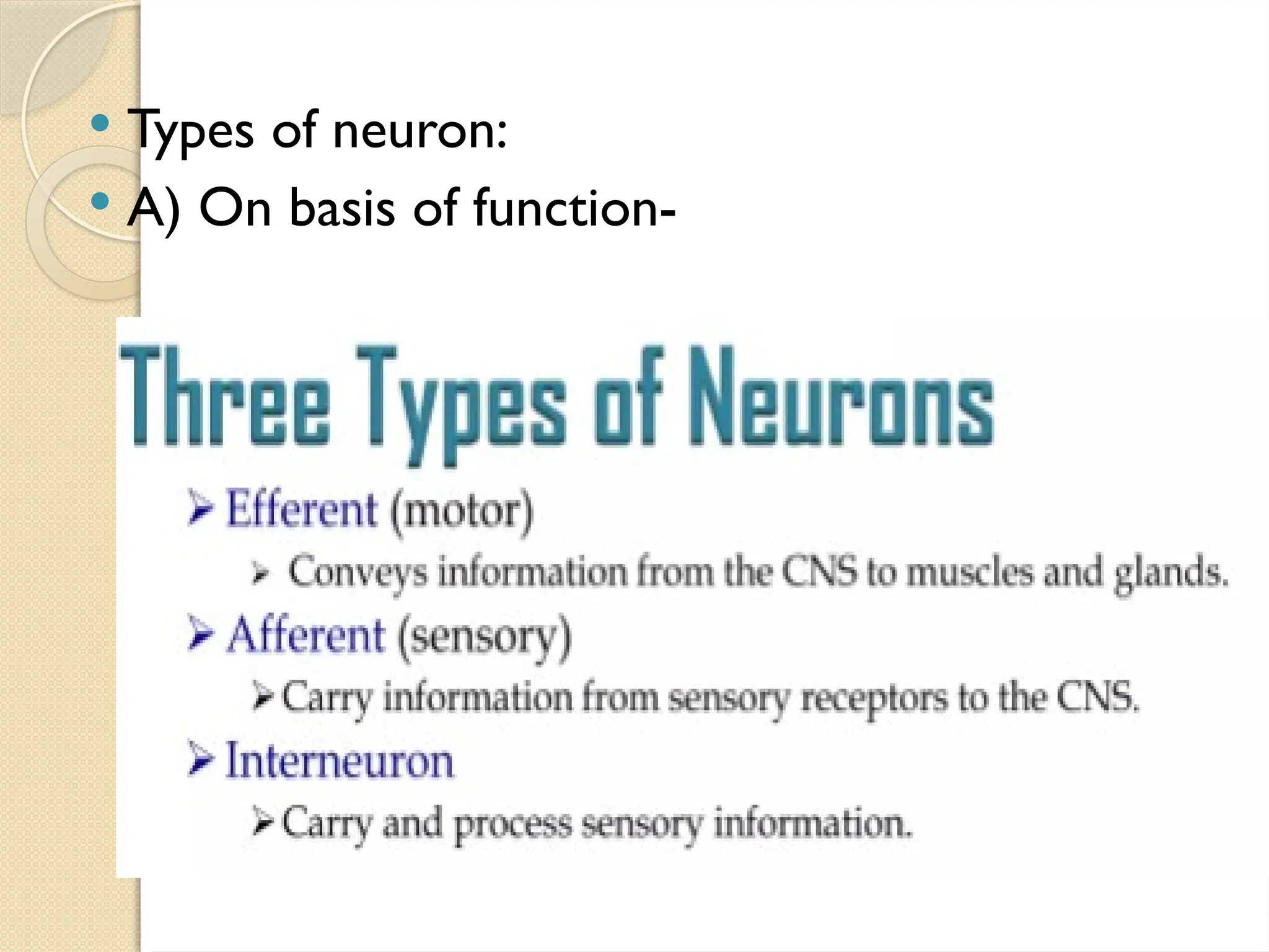  Types of neuron:
 A) On basis of function-
 