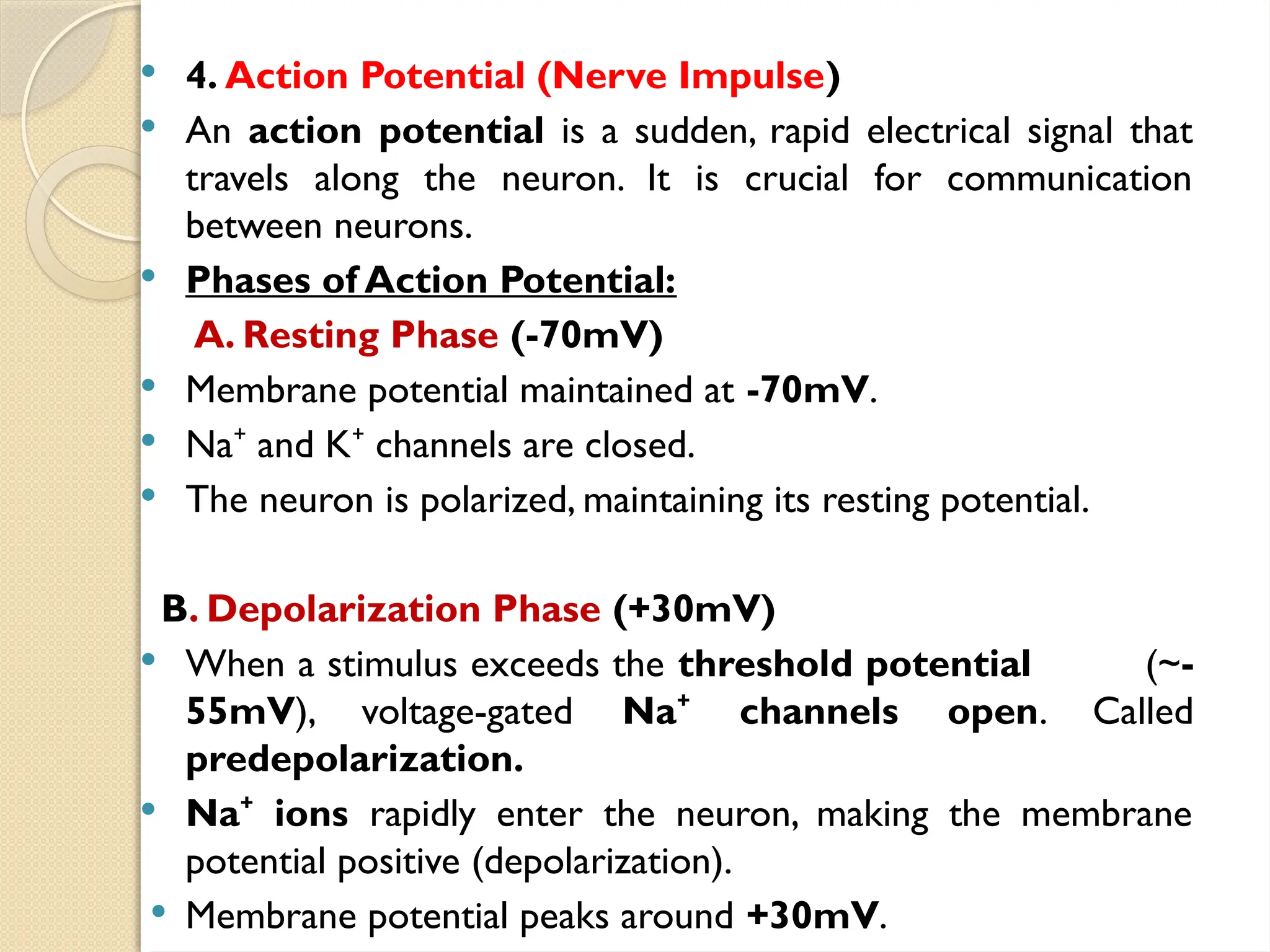  4. Action Potential (Nerve Impulse)
 An action potential is a sudden, rapid electrical signal that
travels along the neuron. It is crucial for communication
between neurons.
 Phases of Action Potential:
A. Resting Phase (-70mV)
 Membrane potential maintained at -70mV.
 Na and K channels are closed.
⁺ ⁺
 The neuron is polarized, maintaining its resting potential.
B. Depolarization Phase (+30mV)
 When a stimulus exceeds the threshold potential (~-
55mV), voltage-gated Na channels open
⁺ . Called
predepolarization.
 Na ions
⁺ rapidly enter the neuron, making the membrane
potential positive (depolarization).
 Membrane potential peaks around +30mV.
 