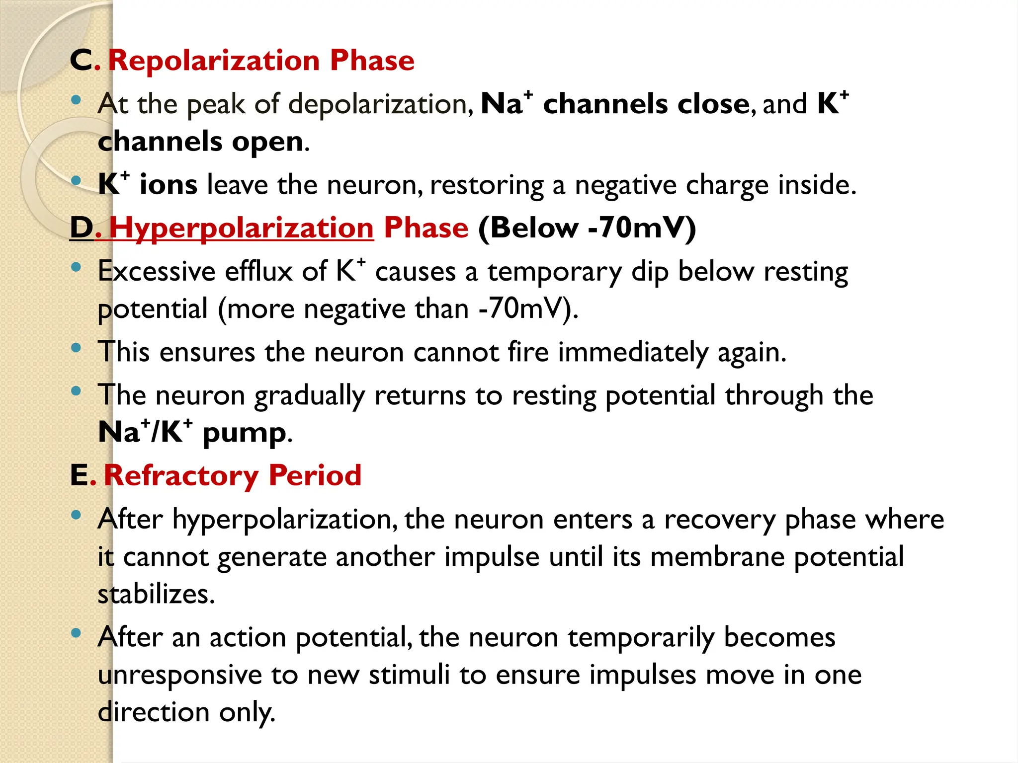 C. Repolarization Phase
 At the peak of depolarization, Na channels close
⁺ , and K⁺
channels open.
 K ions
⁺ leave the neuron, restoring a negative charge inside.
D. Hyperpolarization Phase (Below -70mV)
 Excessive efflux of K causes a temporary dip below resting
⁺
potential (more negative than -70mV).
 This ensures the neuron cannot fire immediately again.
 The neuron gradually returns to resting potential through the
Na /K pump
⁺ ⁺ .
E. Refractory Period
 After hyperpolarization, the neuron enters a recovery phase where
it cannot generate another impulse until its membrane potential
stabilizes.
 After an action potential, the neuron temporarily becomes
unresponsive to new stimuli to ensure impulses move in one
direction only.
 
