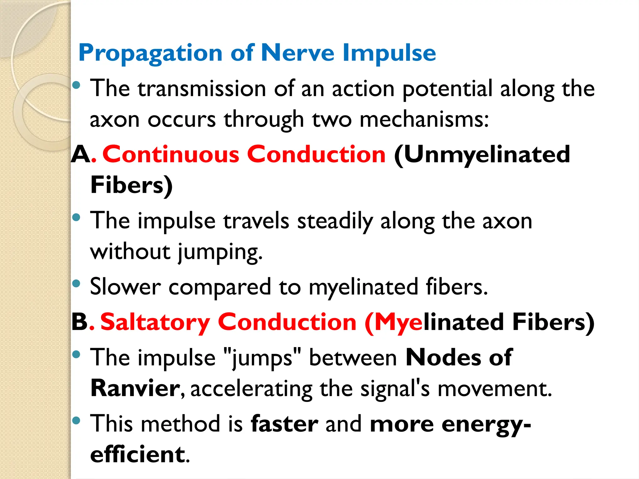 Propagation of Nerve Impulse
 The transmission of an action potential along the
axon occurs through two mechanisms:
A. Continuous Conduction (Unmyelinated
Fibers)
 The impulse travels steadily along the axon
without jumping.
 Slower compared to myelinated fibers.
B. Saltatory Conduction (Myelinated Fibers)
 The impulse "jumps" between Nodes of
Ranvier, accelerating the signal's movement.
 This method is faster and more energy-
efficient.
 