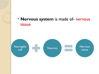 Nervous system is made of- nervous
tissue
Neuroglial
cell
Neurons
Nervous
tissue
 