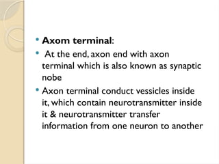  Axom terminal:
 At the end, axon end with axon
terminal which is also known as synaptic
nobe
 Axon terminal conduct vessicles inside
it, which contain neurotransmitter inside
it & neurotransmitter transfer
information from one neuron to another
 