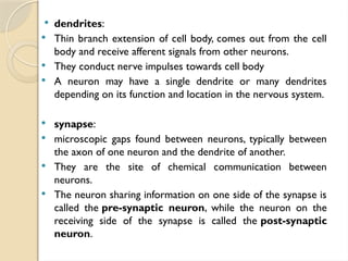  dendrites:
 Thin branch extension of cell body, comes out from the cell
body and receive afferent signals from other neurons.
 They conduct nerve impulses towards cell body
 A neuron may have a single dendrite or many dendrites
depending on its function and location in the nervous system.
 synapse:
 microscopic gaps found between neurons, typically between
the axon of one neuron and the dendrite of another.
 They are the site of chemical communication between
neurons.
 The neuron sharing information on one side of the synapse is
called the pre-synaptic neuron, while the neuron on the
receiving side of the synapse is called the post-synaptic
neuron.
 