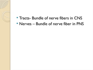  Tracts- Bundle of nerve fibers in CNS
 Nerves – Bundle of nerve fiber in PNS
 