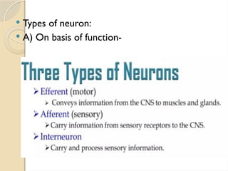  Types of neuron:
 A) On basis of function-
 