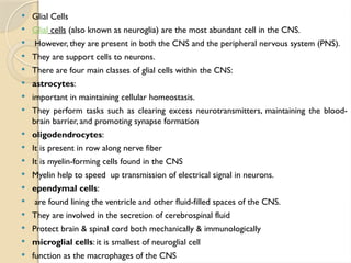  Glial Cells
 Glial cells (also known as neuroglia) are the most abundant cell in the CNS.
 However, they are present in both the CNS and the peripheral nervous system (PNS).
 They are support cells to neurons.
 There are four main classes of glial cells within the CNS:
 astrocytes:
 important in maintaining cellular homeostasis.
 They perform tasks such as clearing excess neurotransmitters, maintaining the blood-
brain barrier, and promoting synapse formation
 oligodendrocytes:
 It is present in row along nerve fiber
 It is myelin-forming cells found in the CNS
 Myelin help to speed up transmission of electrical signal in neurons.
 ependymal cells:
 are found lining the ventricle and other fluid-filled spaces of the CNS.
 They are involved in the secretion of cerebrospinal fluid
 Protect brain & spinal cord both mechanically & immunologically
 microglial cells: it is smallest of neuroglial cell
 function as the macrophages of the CNS
 