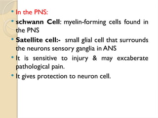 In the PNS:
 schwann Cell: myelin-forming cells found in
the PNS
 Satellite cell:- small glial cell that surrounds
the neurons sensory ganglia in ANS
 It is sensitive to injury & may excaberate
pathological pain.
 It gives protection to neuron cell.
 