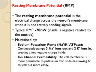 Resting Membrane Potential (RMP)
 The resting membrane potential is the
electrical charge across the neuron’s membrane
when it is not actively sending signals.
 Typical RMP: -70mV (inside is negative relative to
the outside).
 Maintained by:
◦ Sodium-Potassium Pump (Na /K ATPase):
⁺ ⁺
Continuously pumps 3 Na ions out
⁺ and 2 K ions in
⁺ ,
creating a net negative charge inside.
◦ Ion Channel Permeability: The cell membrane is
more permeable to potassium than sodium, allowing K⁺
to leak out more easily.
 