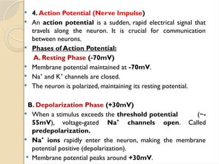  4. Action Potential (Nerve Impulse)
 An action potential is a sudden, rapid electrical signal that
travels along the neuron. It is crucial for communication
between neurons.
 Phases of Action Potential:
A. Resting Phase (-70mV)
 Membrane potential maintained at -70mV.
 Na and K channels are closed.
⁺ ⁺
 The neuron is polarized, maintaining its resting potential.
B. Depolarization Phase (+30mV)
 When a stimulus exceeds the threshold potential (~-
55mV), voltage-gated Na channels open
⁺ . Called
predepolarization.
 Na ions
⁺ rapidly enter the neuron, making the membrane
potential positive (depolarization).
 Membrane potential peaks around +30mV.
 