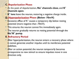 C. Repolarization Phase
 At the peak of depolarization, Na channels close
⁺ , and K⁺
channels open.
 K ions
⁺ leave the neuron, restoring a negative charge inside.
D. Hyperpolarization Phase (Below -70mV)
 Excessive efflux of K causes a temporary dip below resting
⁺
potential (more negative than -70mV).
 This ensures the neuron cannot fire immediately again.
 The neuron gradually returns to resting potential through the
Na /K pump
⁺ ⁺ .
E. Refractory Period
 After hyperpolarization, the neuron enters a recovery phase where
it cannot generate another impulse until its membrane potential
stabilizes.
 After an action potential, the neuron temporarily becomes
unresponsive to new stimuli to ensure impulses move in one
direction only.
 