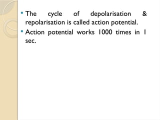  The cycle of depolarisation &
repolarisation is called action potential.
 Action potential works 1000 times in 1
sec.
 
