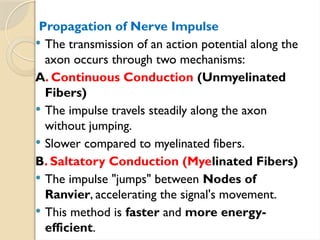 Propagation of Nerve Impulse
 The transmission of an action potential along the
axon occurs through two mechanisms:
A. Continuous Conduction (Unmyelinated
Fibers)
 The impulse travels steadily along the axon
without jumping.
 Slower compared to myelinated fibers.
B. Saltatory Conduction (Myelinated Fibers)
 The impulse "jumps" between Nodes of
Ranvier, accelerating the signal's movement.
 This method is faster and more energy-
efficient.
 