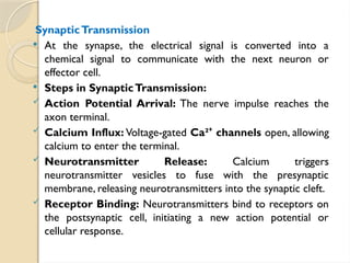 SynapticTransmission
 At the synapse, the electrical signal is converted into a
chemical signal to communicate with the next neuron or
effector cell.
 Steps in SynapticTransmission:
 Action Potential Arrival: The nerve impulse reaches the
axon terminal.
 Calcium Influx: Voltage-gated Ca² channels
⁺ open, allowing
calcium to enter the terminal.
 Neurotransmitter Release: Calcium triggers
neurotransmitter vesicles to fuse with the presynaptic
membrane, releasing neurotransmitters into the synaptic cleft.
 Receptor Binding: Neurotransmitters bind to receptors on
the postsynaptic cell, initiating a new action potential or
cellular response.
 