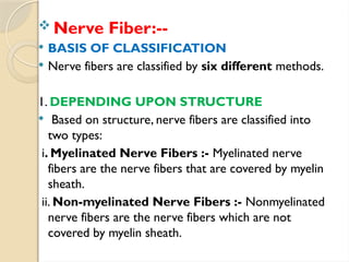  Nerve Fiber:--
 BASIS OF CLASSIFICATION
 Nerve fibers are classified by six different methods.
1. DEPENDING UPON STRUCTURE
 Based on structure, nerve fibers are classified into
two types:
i. Myelinated Nerve Fibers :- Myelinated nerve
fibers are the nerve fibers that are covered by myelin
sheath.
ii. Non-myelinated Nerve Fibers :- Non­
myelinated
nerve fibers are the nerve fibers which are not
covered by myelin sheath.
 