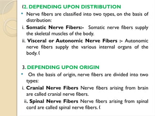 „2. DEPENDING UPON DISTRIBUTION
 Nerve fibers are classified into two types, on the basis of
distribution:
i. Somatic Nerve Fibers:- Somatic nerve fibers supply
the skeletal muscles of the body.
ii. Visceral or Autonomic Nerve Fibers :- Autonomic
nerve fibers supply the various internal organs of the
body. „
3. DEPENDING UPON ORIGIN
 On the basis of origin, nerve fibers are divided into two
types:
i. Cranial Nerve Fibers Nerve fibers arising from brain
are called cranial nerve fibers.
ii. Spinal Nerve Fibers Nerve fibers arising from spinal
cord are called spinal nerve fibers. „
 