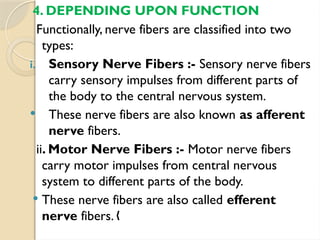 4. DEPENDING UPON FUNCTION
Functionally, nerve fibers are classified into two
types:
i. Sensory Nerve Fibers :- Sensory nerve fibers
carry sensory impulses from different parts of
the body to the central nervous system.
 These nerve fibers are also known as afferent
nerve fibers.
ii. Motor Nerve Fibers :- Motor nerve fibers
carry motor impulses from central nervous
system to different parts of the body.
 These nerve fibers are also called efferent
nerve fibers. „
 