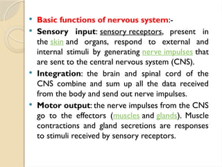  Basic functions of nervous system:-
 Sensory input: sensory receptors, present in
the skin and organs, respond to external and
internal stimuli by generating nerve impulses that
are sent to the central nervous system (CNS).
 Integration: the brain and spinal cord of the
CNS combine and sum up all the data received
from the body and send out nerve impulses.
 Motor output: the nerve impulses from the CNS
go to the effectors (muscles and glands). Muscle
contractions and gland secretions are responses
to stimuli received by sensory receptors.
 