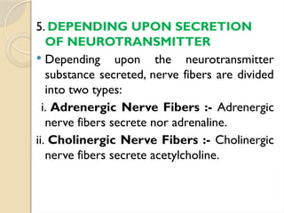 5. DEPENDING UPON SECRETION
OF NEUROTRANSMITTER
 Depending upon the neurotransmitter
substance secreted, nerve fibers are divided
into two types:
i. Adrenergic Nerve Fibers :- Adrenergic
nerve fibers secrete nor adrenaline.
ii. Cholinergic Nerve Fibers :- Cholinergic
nerve fibers secrete acetylcholine.
 
