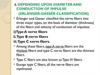 6. DEPENDING UPON DIAMETER AND
CONDUCTION OF IMPULSE
(ERLANGER-GASSER CLASSIFICATION)
 Erlanger and Gasser classified the nerve fibers into
three major types, on the basis of diameter (thickness)
of the fibers and velocity of conduction of impulses:
i)Type A nerve fibers
ii.Type B nerve fibers
iii.Type C nerve fibers.
 Among these fibers, type A nerve fibers are the
thickest fibers and type C nerve fibers are the thinnest
fibers.
 Type C fibers are also known asType IV fibers.
 Except type C fibers, all the nerve fibers are
myelinated.
 