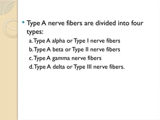  Type A nerve fibers are divided into four
types:
a.Type A alpha orType I nerve fibers
b.Type A beta orType II nerve fibers
c.Type A gamma nerve fibers
d.Type A delta orType III nerve fibers.
 